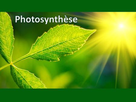 Photosynthèse.