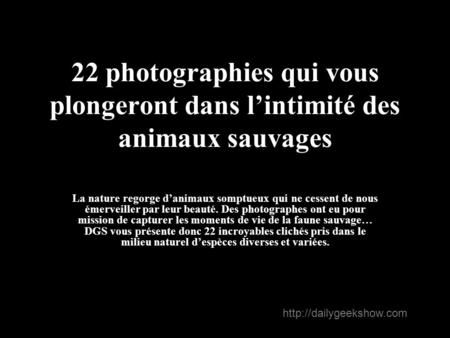 22 photographies qui vous plongeront dans l’intimité des animaux sauvages La nature regorge d’animaux somptueux qui ne cessent de nous émerveiller par.