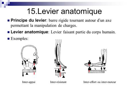 15.Levier anatomique Principe du levier: barre rigide tournant autour d’un axe permettant la manipulation de charges. Levier anatomique: Levier faisant.