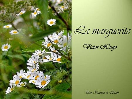La marguerite Victor Hugo Par Nanou et Stan.