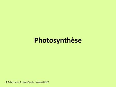 Photosynthèse © Julie Lavoie, C. Lionel-Groulx ; images © ERPI.