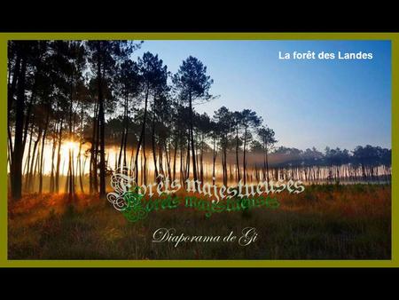 La forêt des Landes Forêts majestueuses Diaporama de Gi.