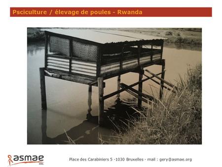 Place des Carabiniers 5 -1030 Bruxelles - mail : Psciculture / élevage de poules - Rwanda.