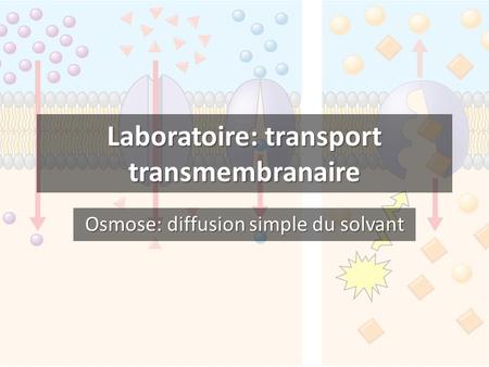 Laboratoire: transport transmembranaire
