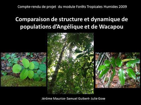 Compte-rendu de projet  du module Forêts Tropicales Humides 2009