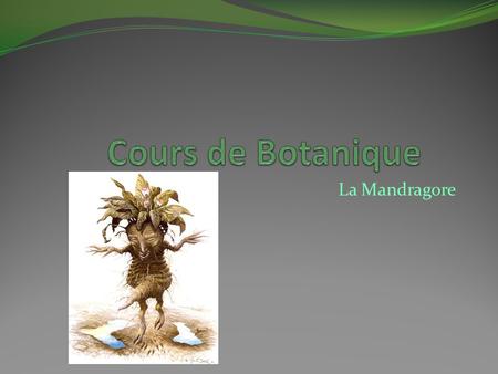 Cours de Botanique La Mandragore.