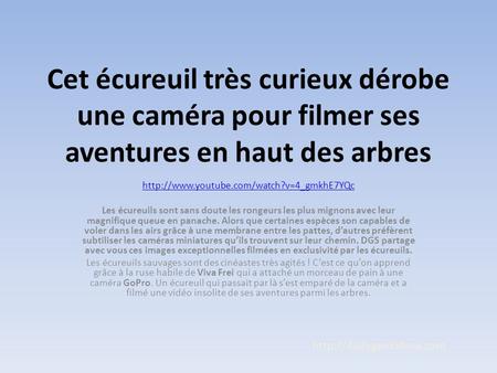 Cet écureuil très curieux dérobe une caméra pour filmer ses aventures en haut des arbres  Les écureuils sont.