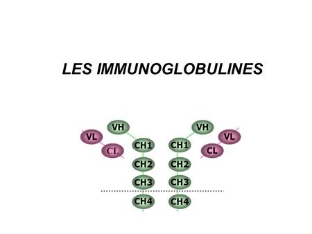 LES IMMUNOGLOBULINES VH CH1 CH2 CH3 CH4 VL CL.