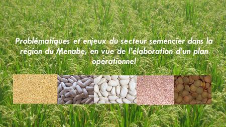 Problématiques et enjeux du secteur semencier dans la région du Menabe, en vue de l’élaboration d’un plan opérationnel.