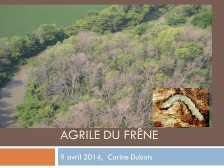 AGRILE DU FRÊNE 9 avril 2014, Corine Dubois. AGRILE DU FRÊNE 2014  L’agrile du frêne est un insecte exotique d’origine asiatique nuisible qui peut ravager.