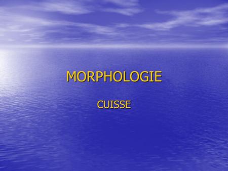 MORPHOLOGIE CUISSE.