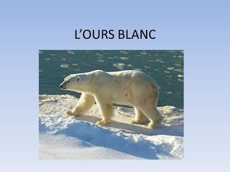 L’OURS BLANC.