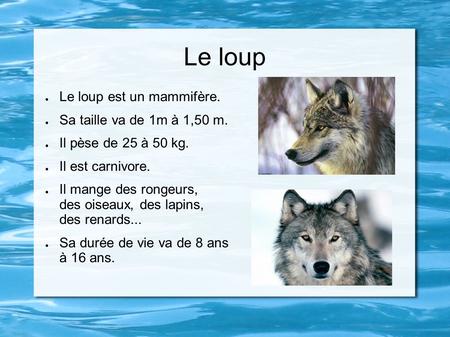 Le loup Le loup est un mammifère. Sa taille va de 1m à 1,50 m.