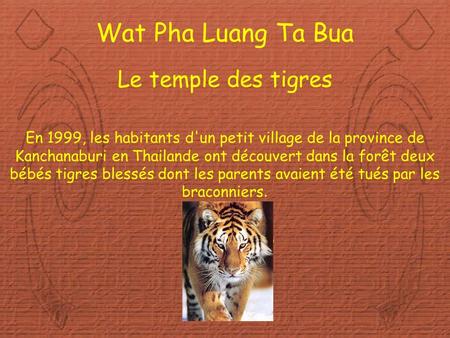Diaporama PPS réalisé pour   Wat Pha Luang Ta Bua Le temple des tigres En 1999, les.