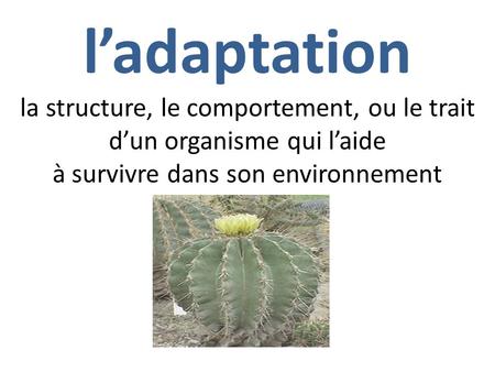 L’adaptation la structure, le comportement, ou le trait d’un organisme qui l’aide à survivre dans son environnement.