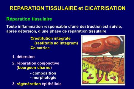 REPARATION TISSULAIRE et CICATRISATION