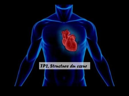 TP2, Structure du cœur.