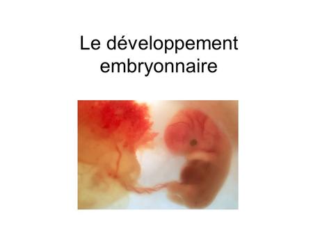Le développement embryonnaire