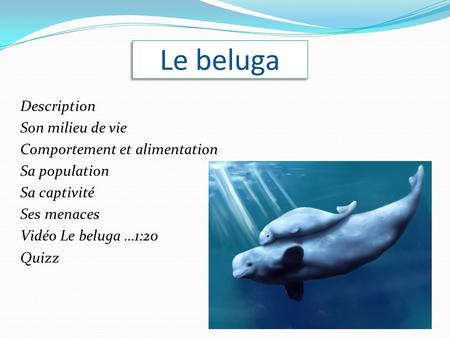 Le beluga Description Son milieu de vie Comportement et alimentation