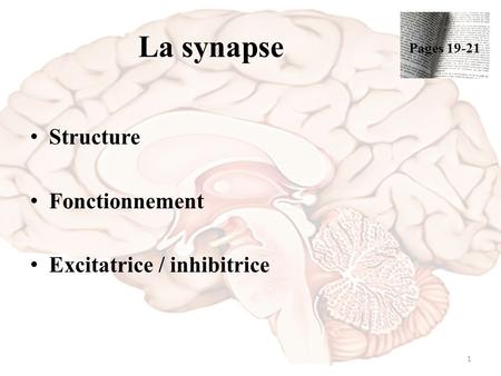 La synapse Structure Fonctionnement Excitatrice / inhibitrice