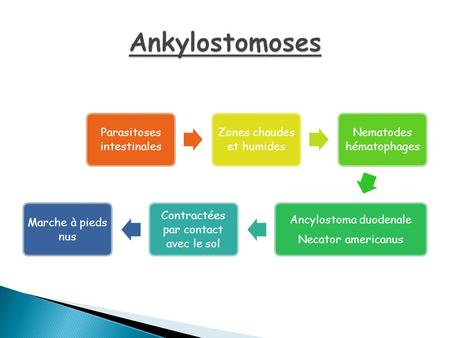 Ankylostomoses Parasitoses intestinales Zones chaudes et humides