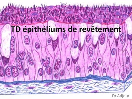 TD épithéliums de revêtement