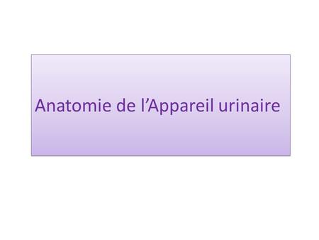 Anatomie de l’Appareil urinaire
