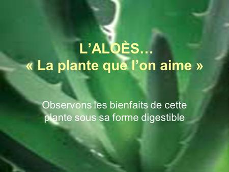 L’ALOÈS… « La plante que l’on aime »