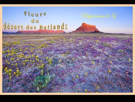 Diaporama de Gi La beaut é des fleurs qui survivent en plein milieu du d é sert aride des Badlands va vous é merveiller. La nature nous r é serve parfois.