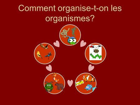 Comment organise-t-on les organismes?