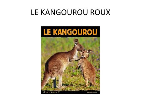 LE KANGOUROU ROUX.