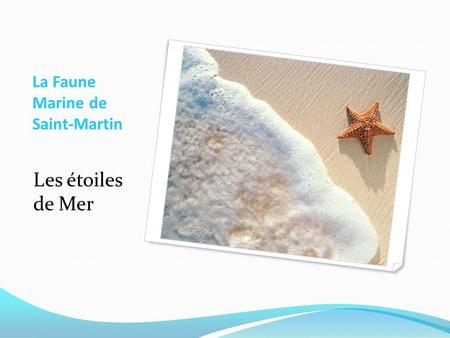 La Faune Marine de Saint-Martin Les étoiles de Mer.