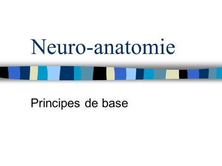 Neuro-anatomie Principes de base.