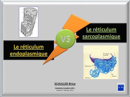 Le réticulum sarcoplasmique Le réticulum endoplasmique