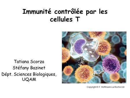 Immunité contrôlée par les cellules T