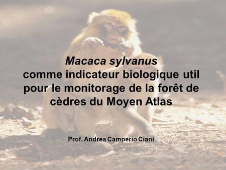 Macaca sylvanus comme indicateur biologique util pour le monitorage de la forêt de cèdres du Moyen Atlas Prof. Andrea Camperio Ciani.
