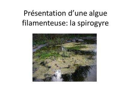 Présentation d’une algue filamenteuse: la spirogyre