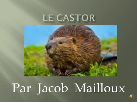 Le castor Par Jacob Mailloux.