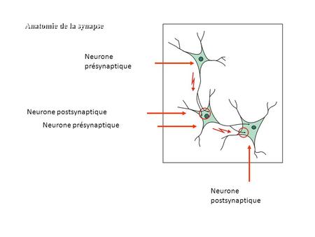 Neurone présynaptique