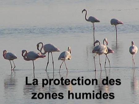 La protection des zones humides