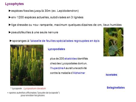 Lycophytes ►espèces fossiles jusqu'à 30m (ex. Lepidodendron)
