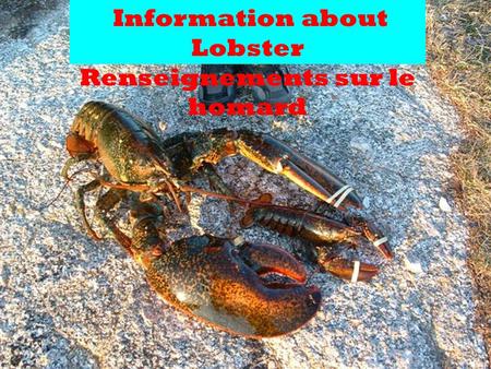Information about Lobster Renseignements sur le homard