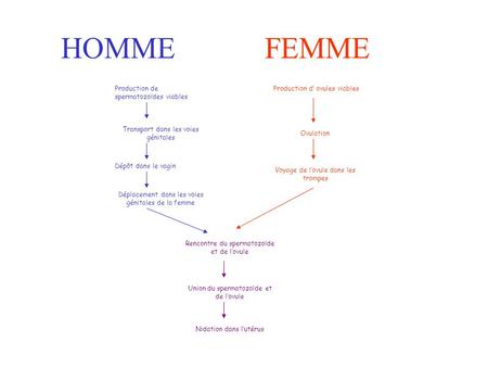 HOMME FEMME Production de spermatozoïdes viables