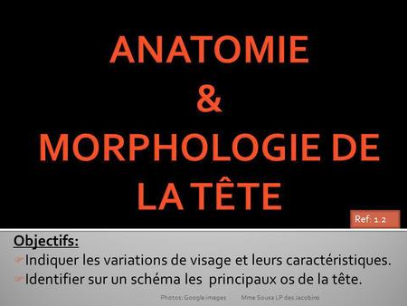 ANATOMIE & MORPHOLOGIE DE LA TÊTE