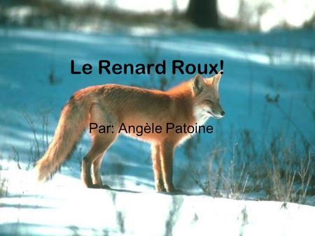 Le Renard Roux! Par: Angèle Patoine.