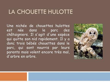La Chouette Hulotte Une nichée de chouettes hulottes est née dans le parc des châtaigniers. Il s'agit d'une espèce qui quitte son nid rapidement. Il.