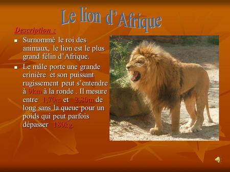 Le lion d’Afrique Description :