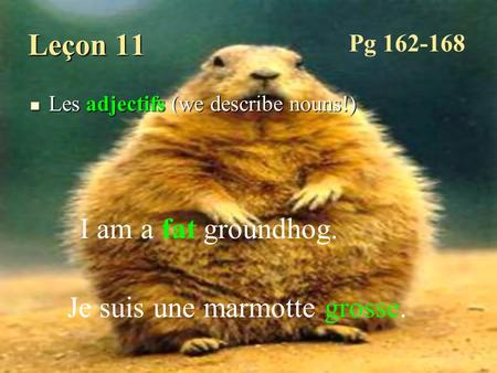 Leçon 11 I am a fat groundhog. Je suis une marmotte grosse. Pg