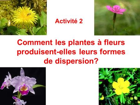 Activité 2 Comment les plantes à fleurs produisent-elles leurs formes de dispersion?