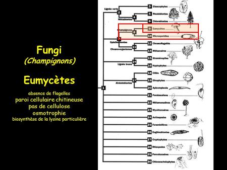Fungi Eumycètes (Champignons) paroi cellulaire chitineuse